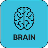 Brain.